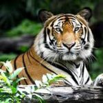 Parc national de Ranthambore