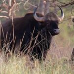 3 parcs nationaux incontournables pour admirer les tigres d'Inde