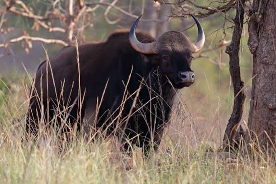 3 parcs nationaux incontournables pour admirer les tigres d'Inde