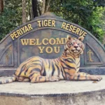 Apercevoir un tigre dans la réserve de Periyar