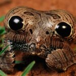 Découverte de la Grenouille Naine Étoilée indienne