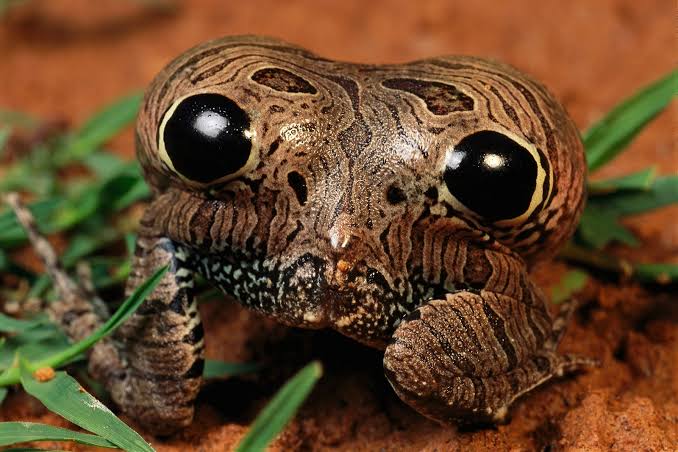 Découverte de la Grenouille Naine Étoilée indienne