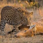 Les animaux à voir lors d’un voyage en Inde