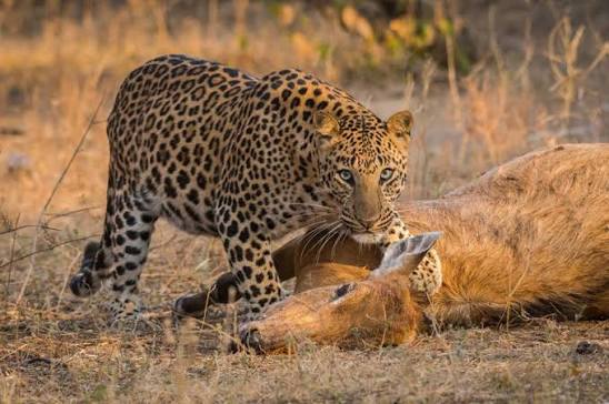 Les animaux à voir lors d’un voyage en Inde