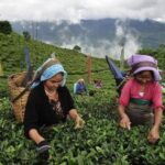 Voyage au cœur des plantations de thé en Inde