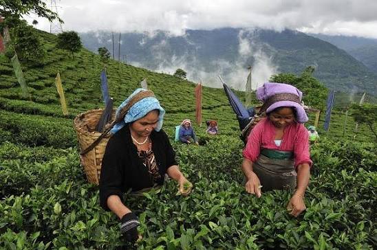 Voyage au cœur des plantations de thé en Inde
