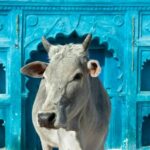 Voyager en Inde en toute sécurité : conseils essentiels