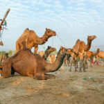 Foire aux Chameaux de Pushkar | Foire de Pushkar 2026