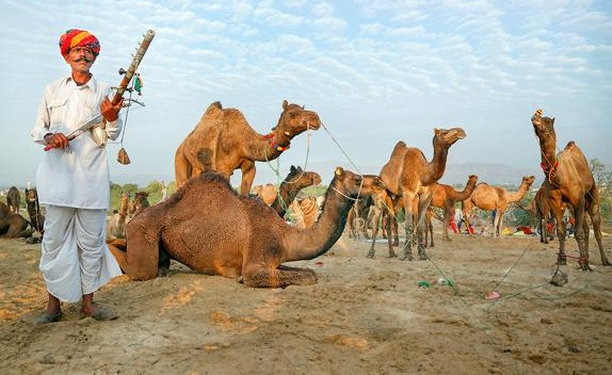 Foire aux Chameaux de Pushkar | Foire de Pushkar 2026