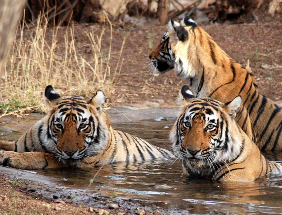 Ranthambore voyage