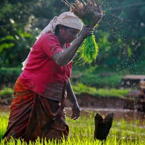 Inde du Sud 16 jours